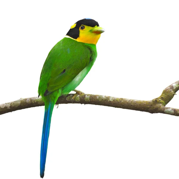 Long - tailed broadbill ptaków — Zdjęcie stockowe