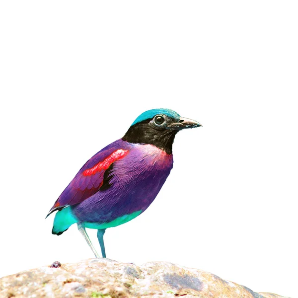 Hermoso pájaro colorido — Foto de Stock