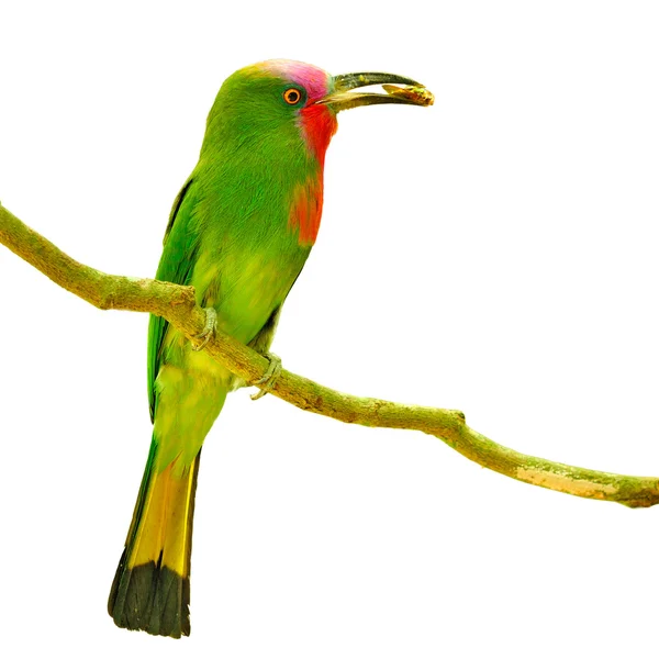 Red-bearded Bee-eater bird — Stock Photo, Image