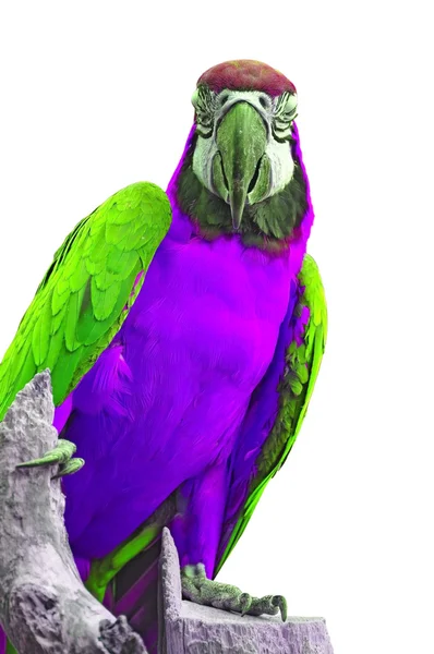 다채로운 앵무새 — 스톡 사진