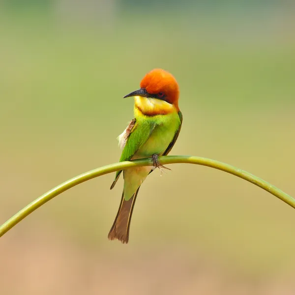 Bee Eater Bird — стоковое фото