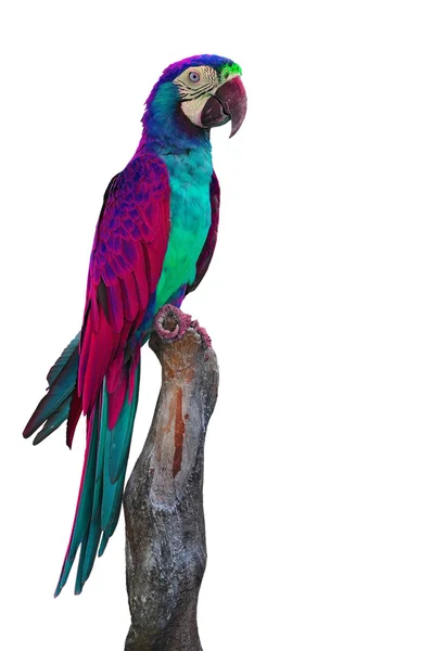 Krásný papoušek — Stock fotografie