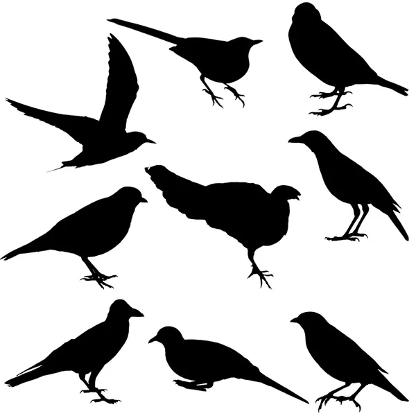 Silhuetas de pássaros — Fotografia de Stock
