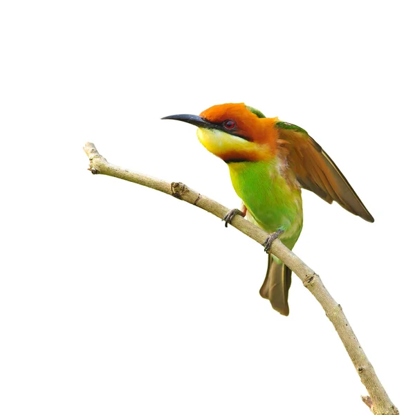 Bee eater ptak — Zdjęcie stockowe