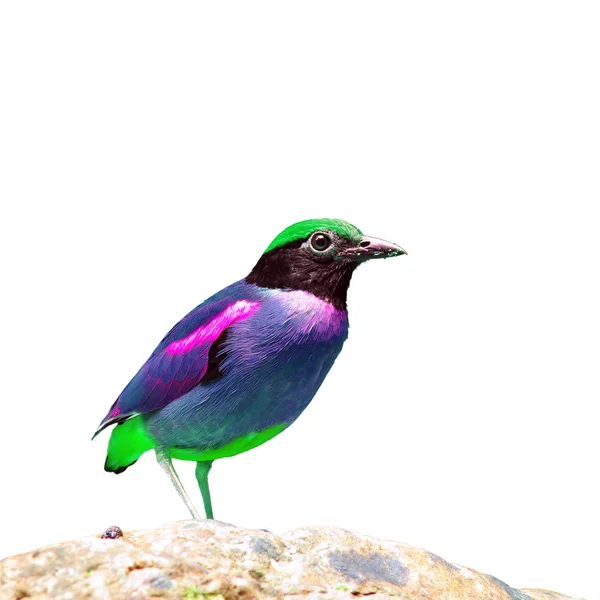 Mooie kleurrijke vogel — Stockfoto