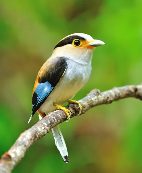 Ασημένια-breasted broadbill πουλί — Φωτογραφία Αρχείου