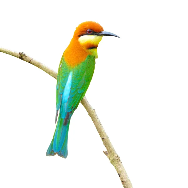 Bee eater ptak — Zdjęcie stockowe