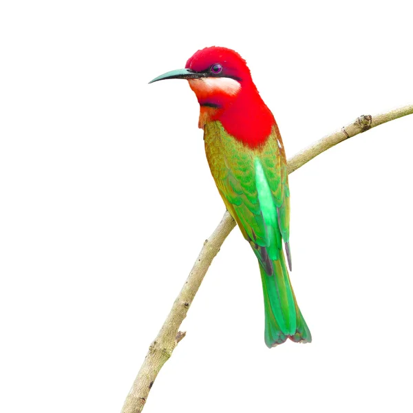 Bee eater Bird — Stock Photo, Image