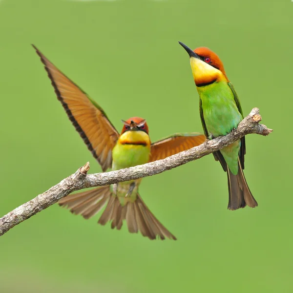 Bee Eater Bird — стоковое фото