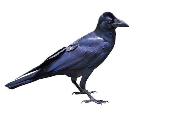 Raven bird — Stock Photo, Image