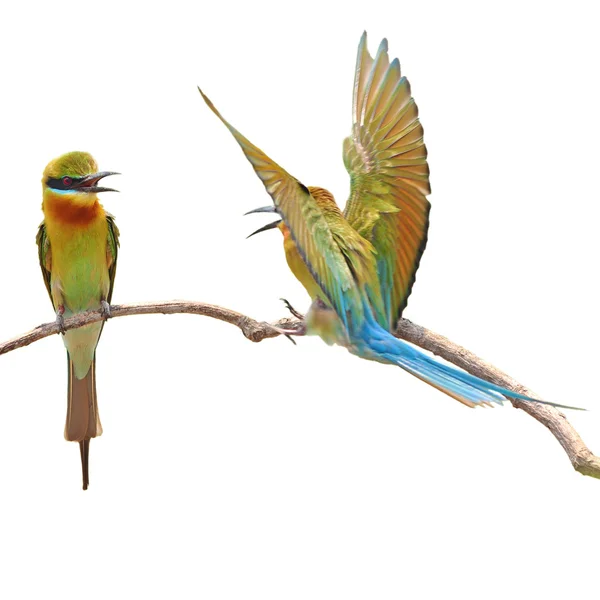 Bee-eater Bird — Stock Photo, Image