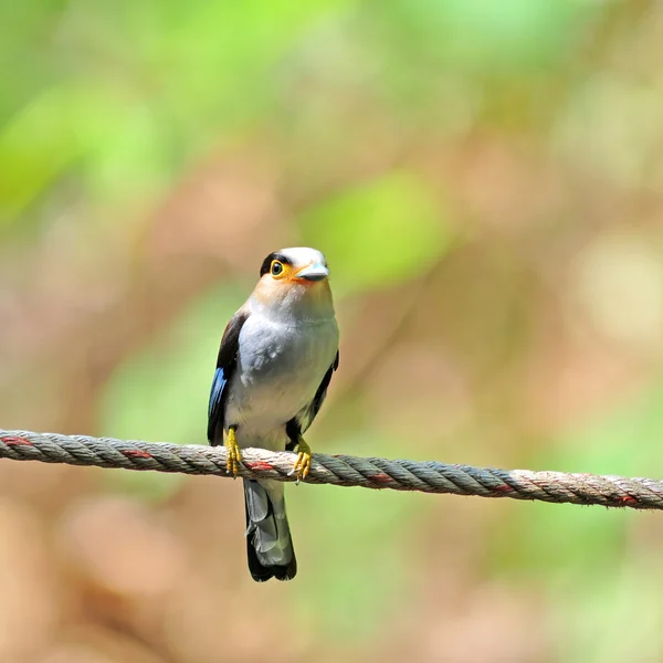 Mooie vogel — Stockfoto