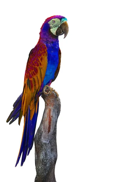 Beautiful macaw — Stock Photo, Image