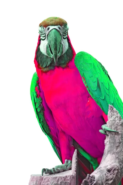 Colorful parrot — Stock Photo, Image