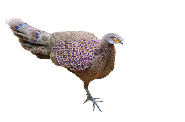 Gri tavus kuşu-sülün — Stok fotoğraf