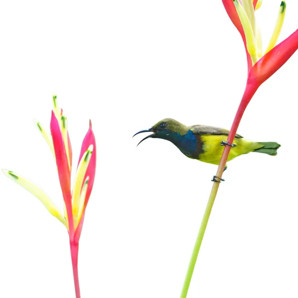 Güzel sunbird — Stok fotoğraf
