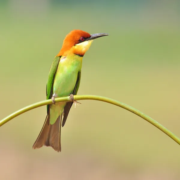 Bee eater ptak — Zdjęcie stockowe