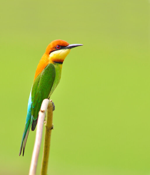 Bee eater Bird
