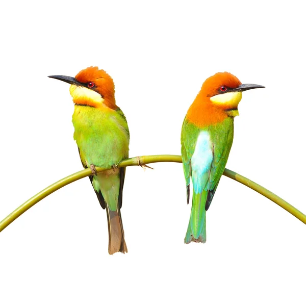 Bee eater Bird — Stock Photo, Image