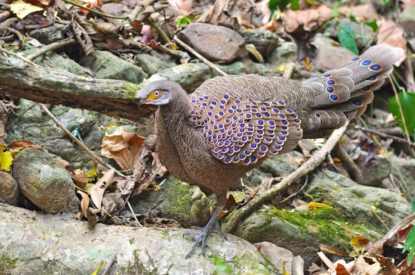 Grey Peacock-Pheasant — Stock Photo, Image
