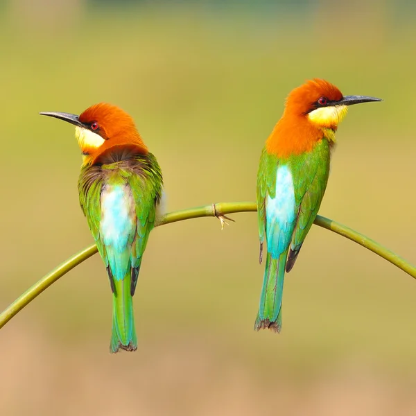 Bee Eater Bird — стоковое фото