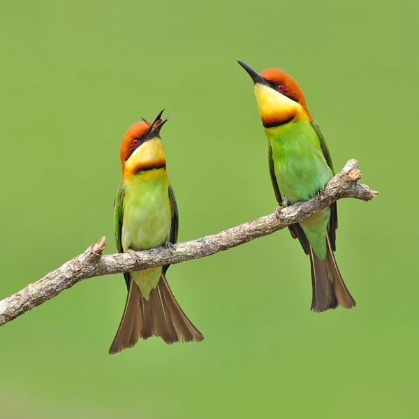 Abeja comedora pájaro —  Fotos de Stock