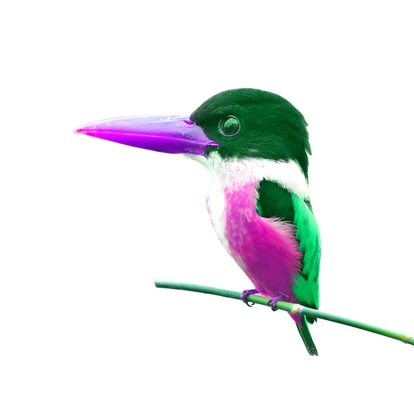 Kolorowy ptak — Zdjęcie stockowe