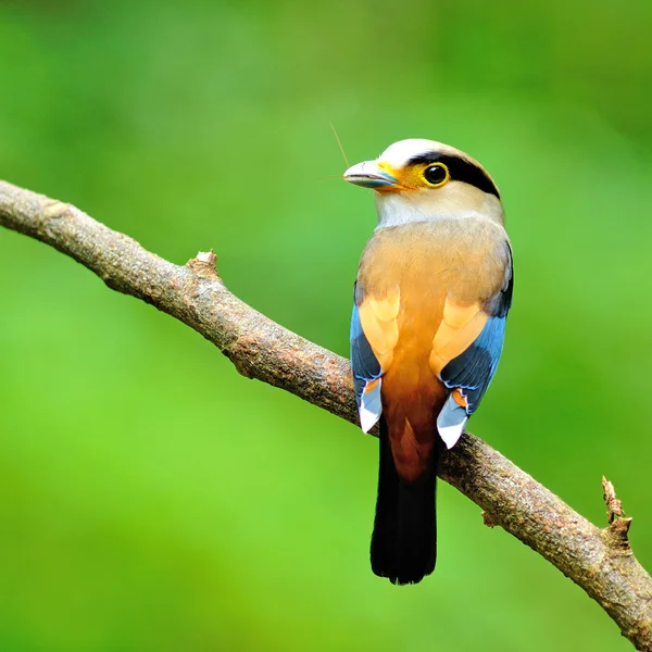 银胸 broadbil 鸟 — 图库照片