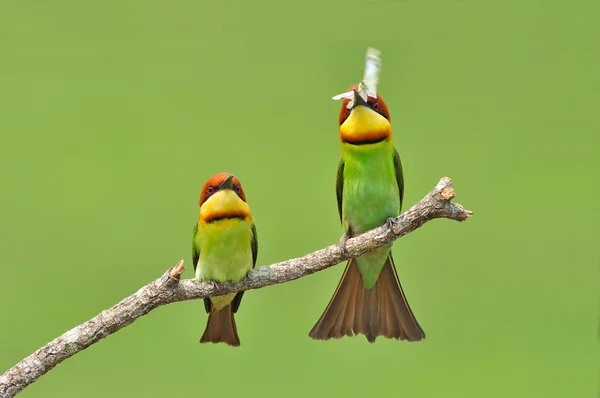 Bee eater Bird — Stock Photo, Image