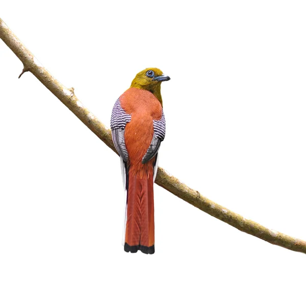 Portakal göğüslü trogon kuşlar — Stok fotoğraf