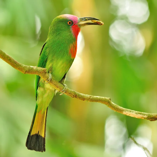 Arı kuşugiller kırmızı sakallı kuş — Stok fotoğraf
