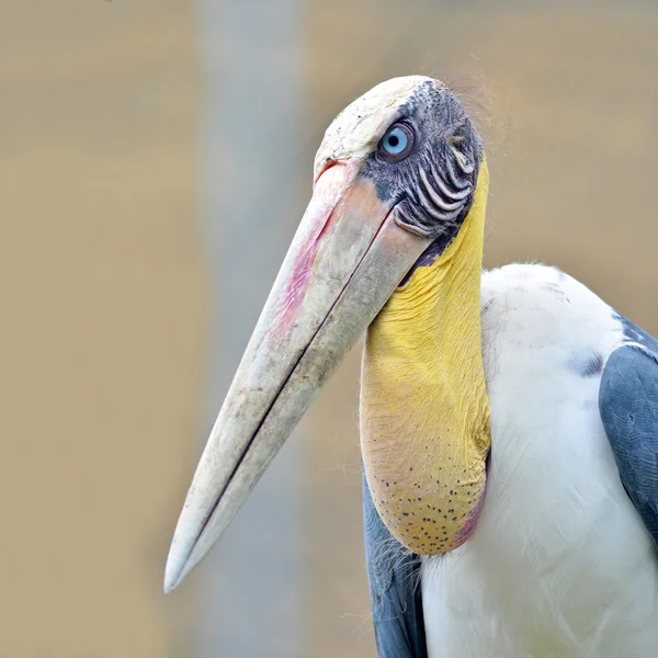 Conduttore aiutante cicogna Uccello — Foto Stock