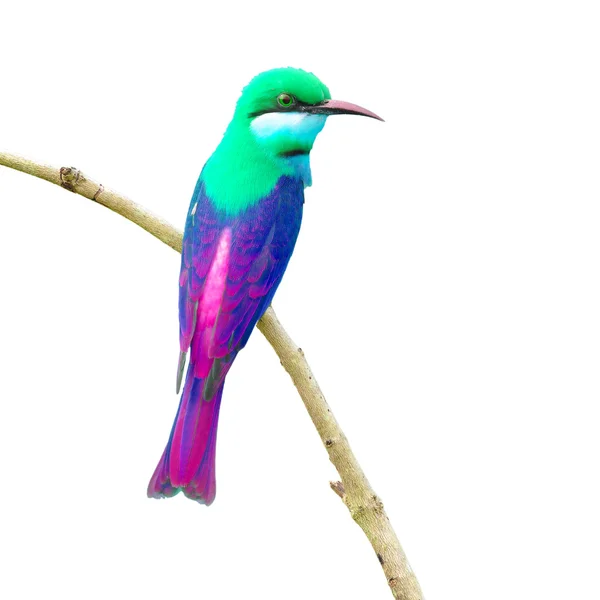 Bee eater fågel — Stockfoto