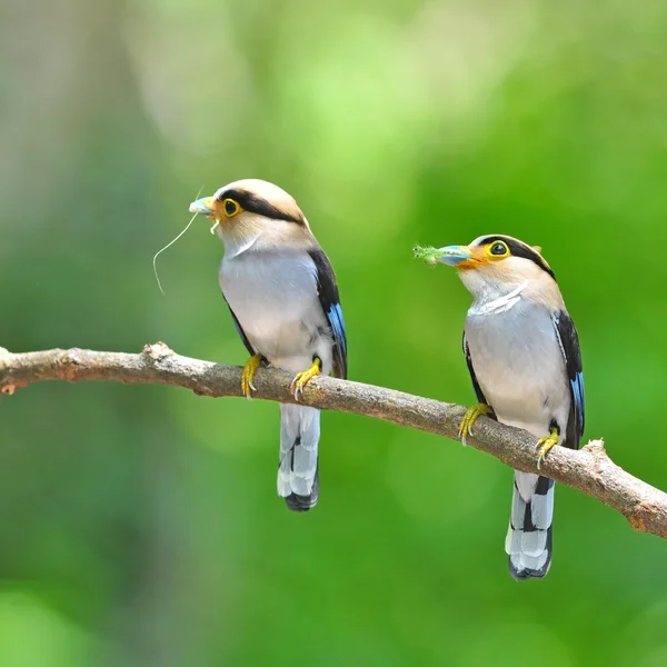 Silver-breasted Broadbill bird — Stock Photo, Image