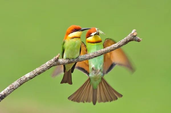 Mangeur d'abeilles Oiseau — Photo