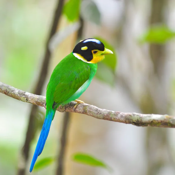 Long - ουρά broadbill πουλιά — Φωτογραφία Αρχείου