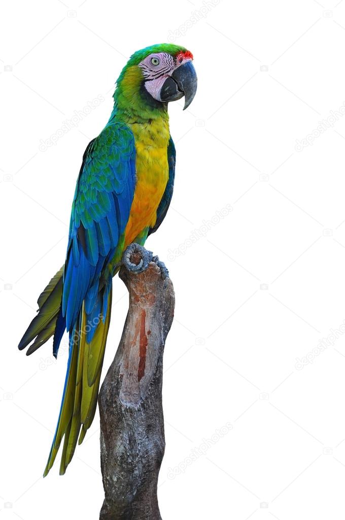 beautiful macaw