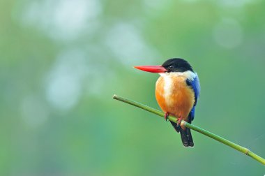 Siyah şapkalı kingfisher
