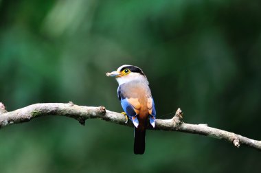 Gümüş göğüslü kılıç dalı