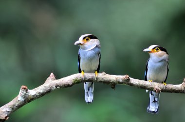 Gümüş göğüslü broadbills dalı