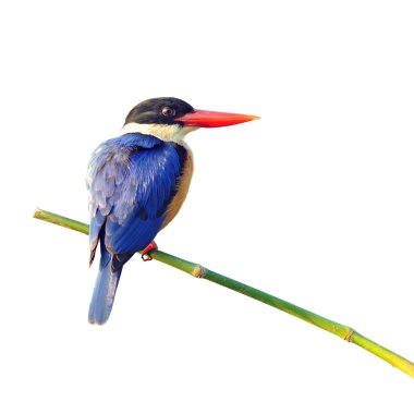 Siyah şapkalı kingfisher