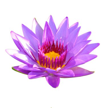 Mor lotus çiçeği