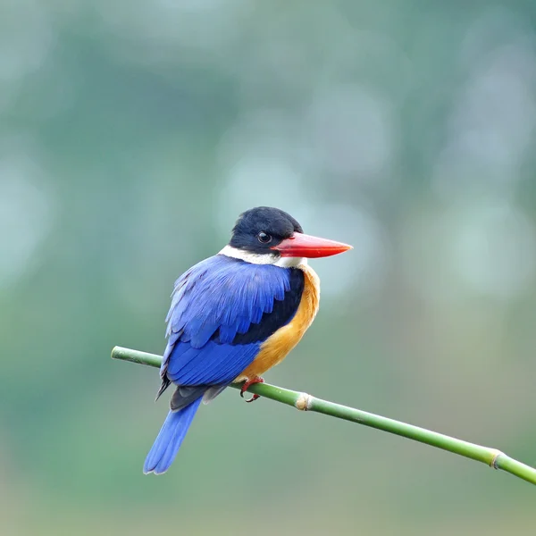 Kingfisher preto-tampado — Fotografia de Stock