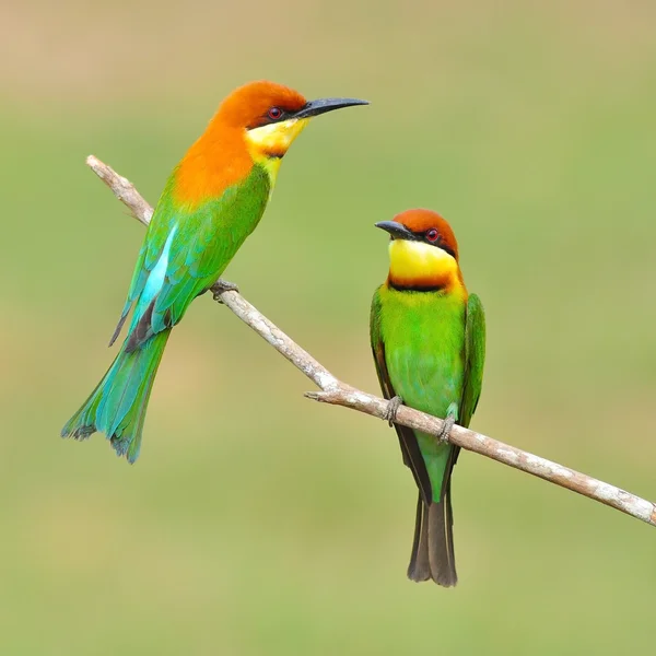 Arı yiyen kuşlar — Stok fotoğraf