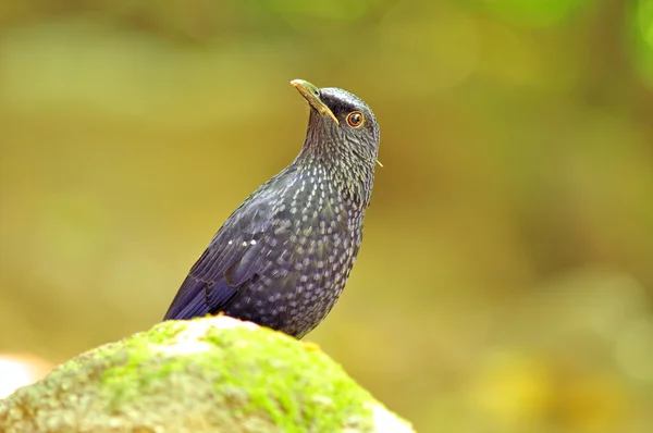 Bluebird (Blue Whistling Thrush) — Stock Photo, Image