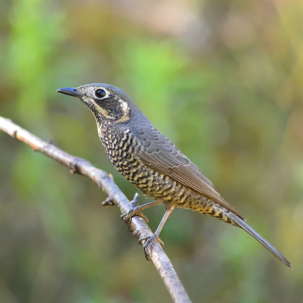 Chestnut-bellied Rock-Thrush bird — Stock Photo, Image