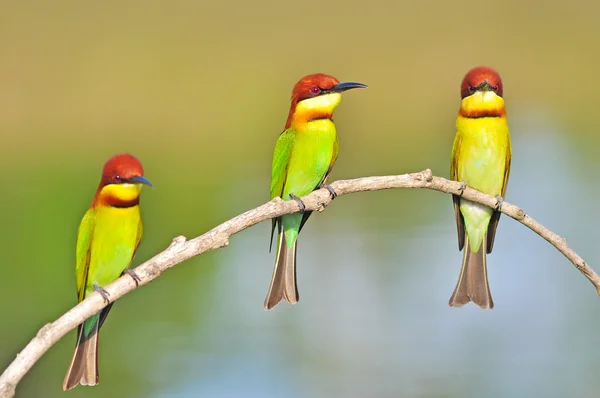 Arı kuşugiller Kestane başlı kuş — Stok fotoğraf