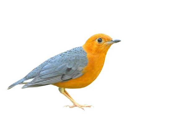 Orange-headed trast fågel — Stockfoto