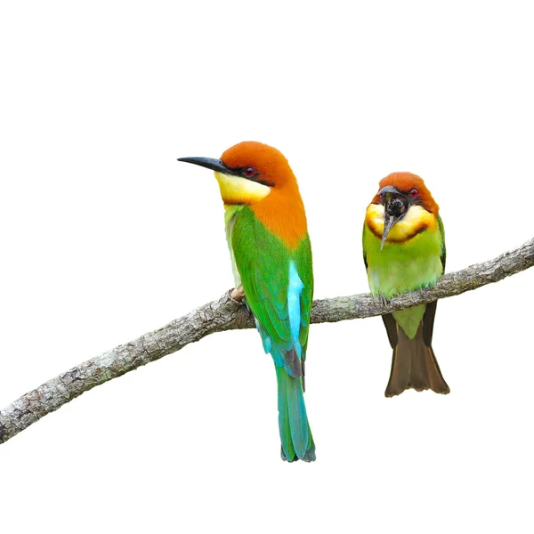 Bee eater fåglar — Stockfoto