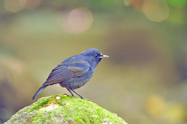 White - Tailed Robin Bird — Stock Photo, Image